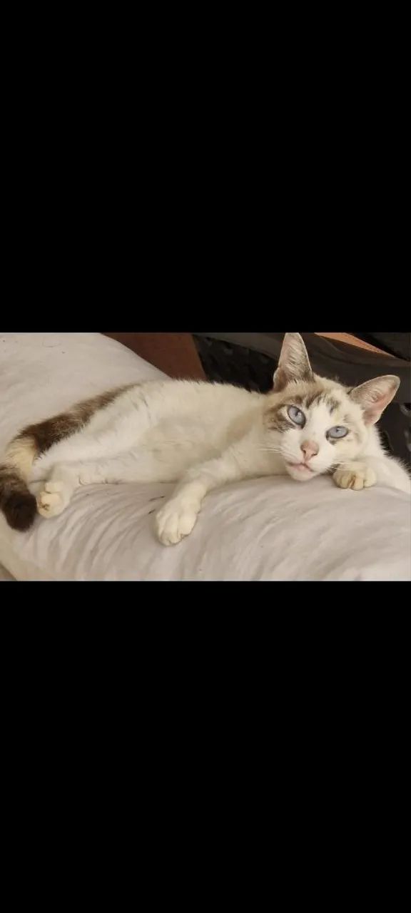 Gatinha para adoção! CASTRADA