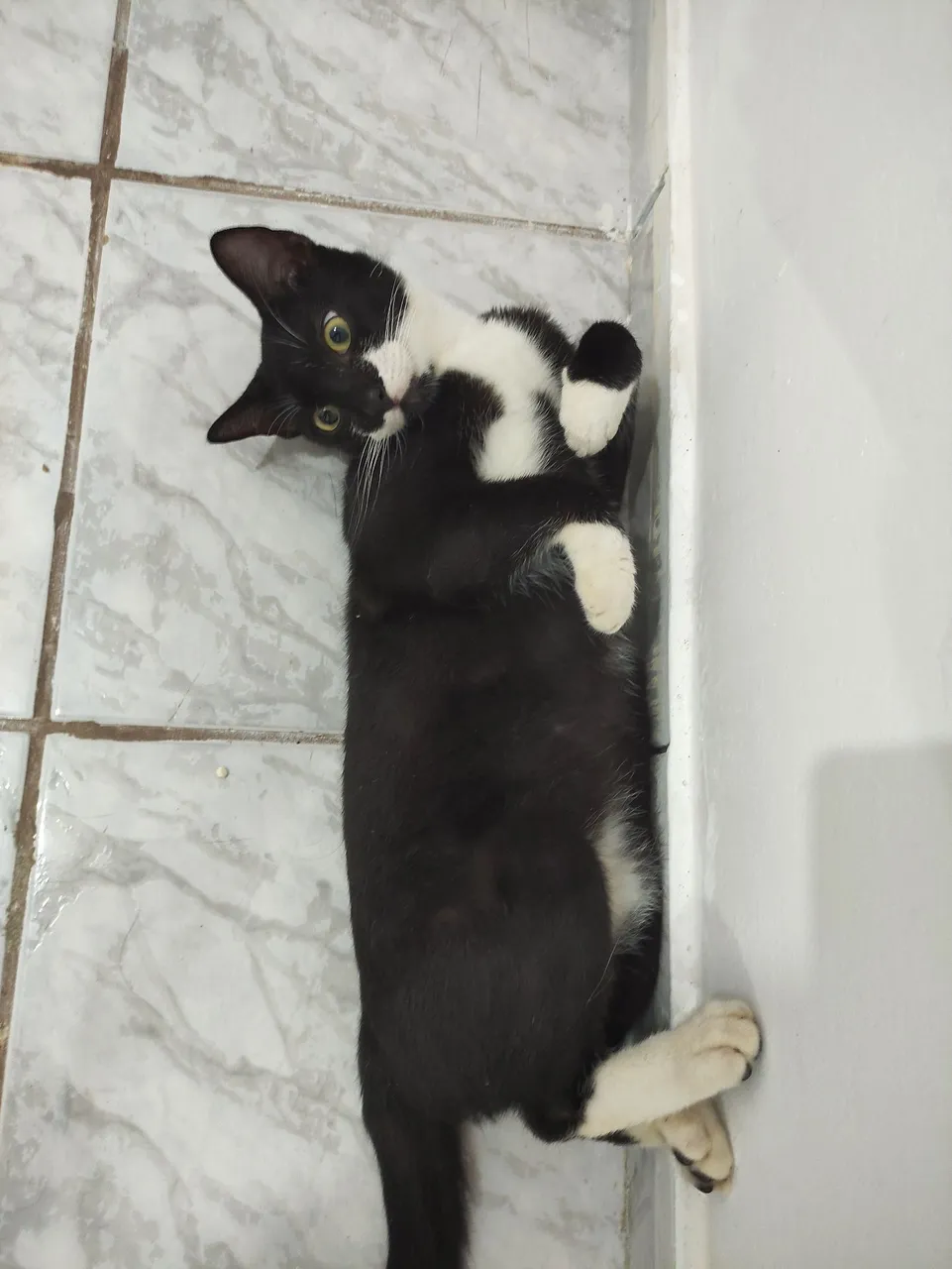 Gatinho charmoso para adoção!