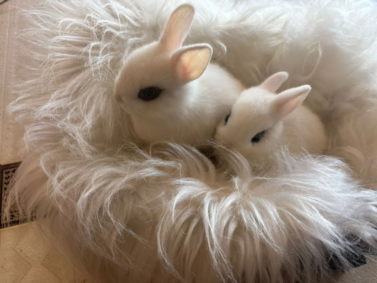 Coelhos Netherland dwarf (anão holandês)