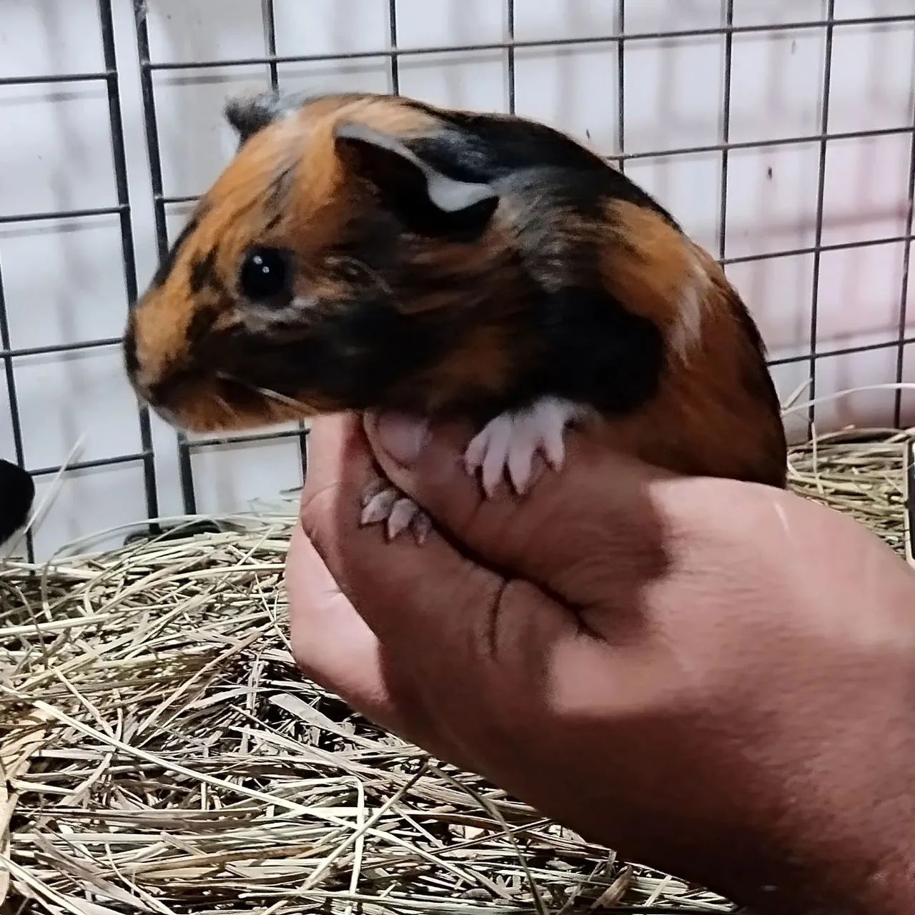 Criatório Roedores e Cia (filhotes de porquinho da índia disponível) - Foto 2