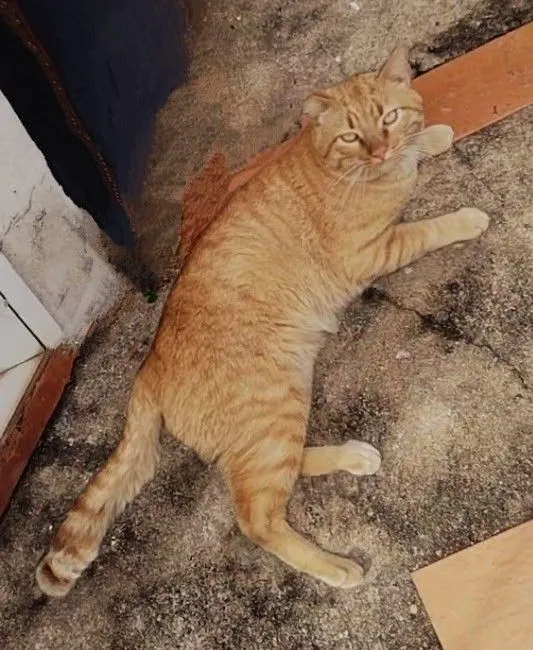 Gatinho Lindo Laranja para Adoção - Urgente!