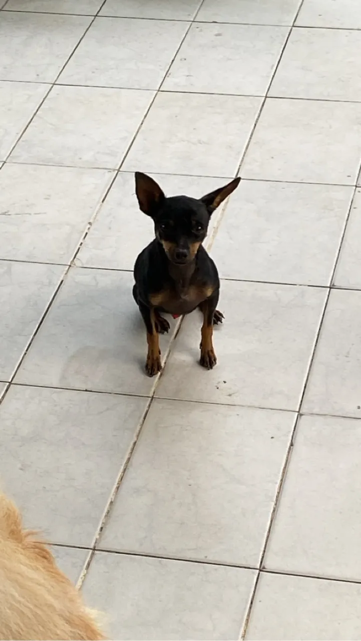 Filhote Pinscher para adoção