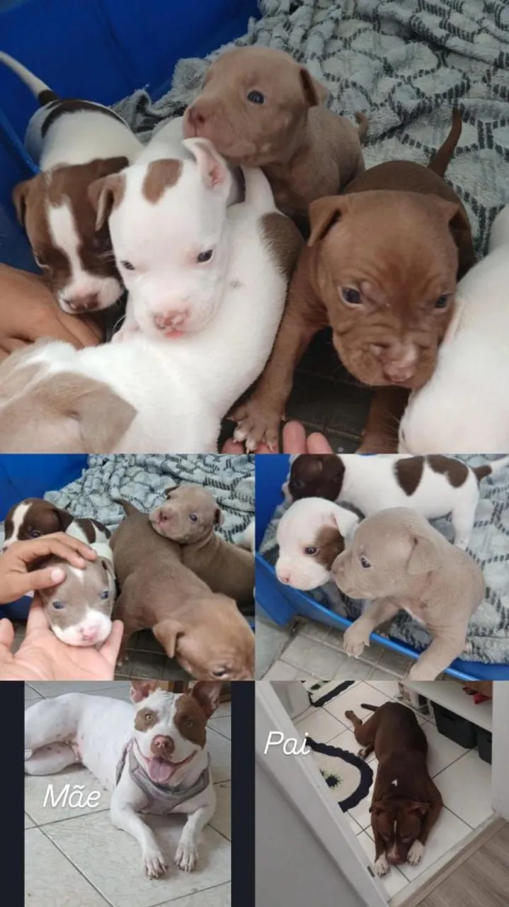 Filhotes de Pitbull