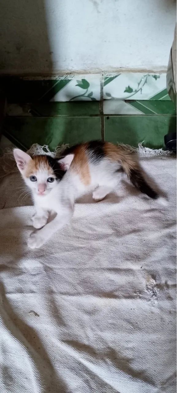 Adoção responsável filhotes dóceis  - Foto 3