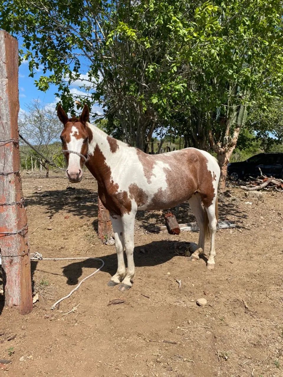 Jumento Pega - Egua Paulista - Burro Pega - Foto 3