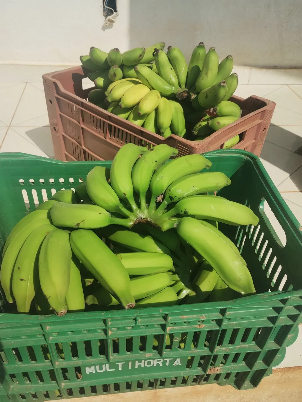 Mudas de bananas de varias espécies.