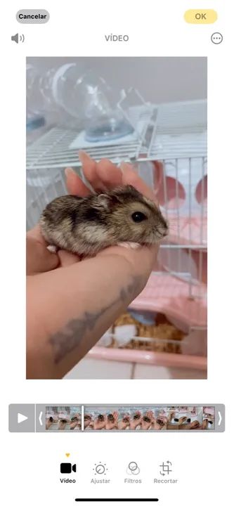 *DOANDO*  HAMSTER ANAO RUSSO+GAIOLA+Palha, comida e areia