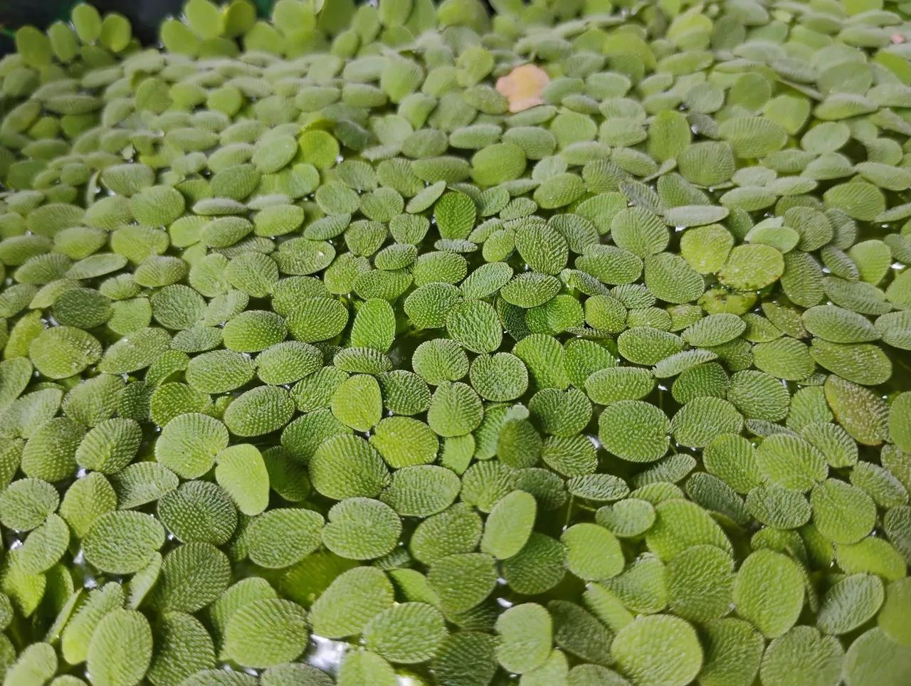 Planta Aquática - Pistia stratiotes lentilha d'água 