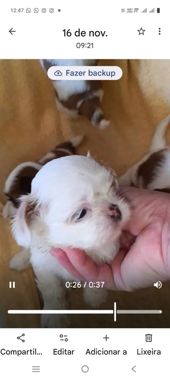 Até 10 x no Cartão de crédito. Filhotes de Shitzus puros machos e fêmeas.  - Foto 5