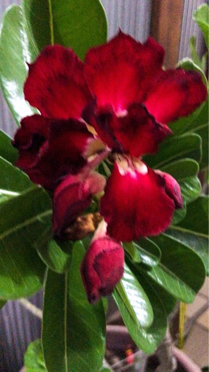 Rosa do Deserto com Floração diversa 4 Flores Diferentes - Vendo - Foto 4