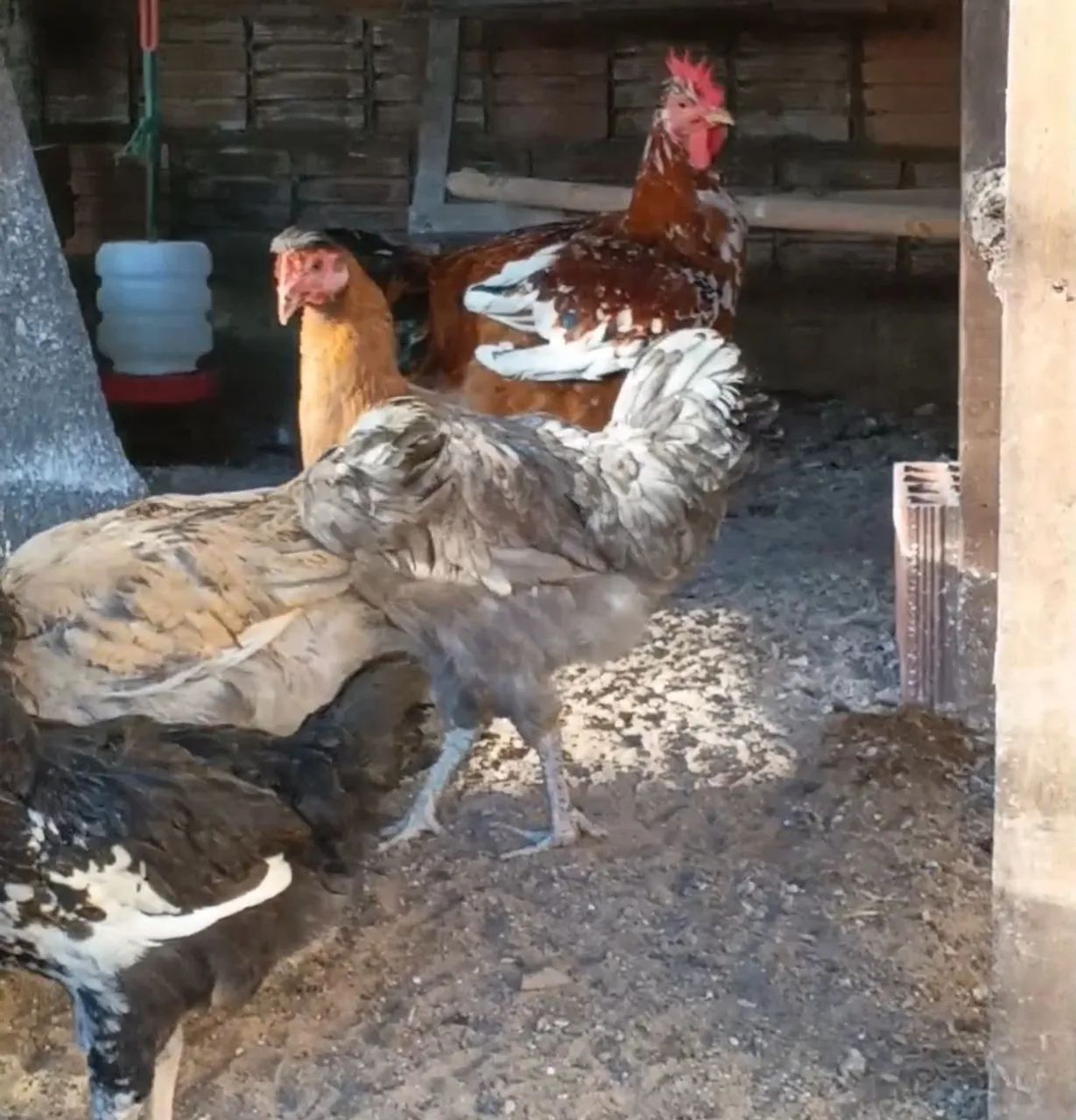 GSB Galinha Sertaneja Balão