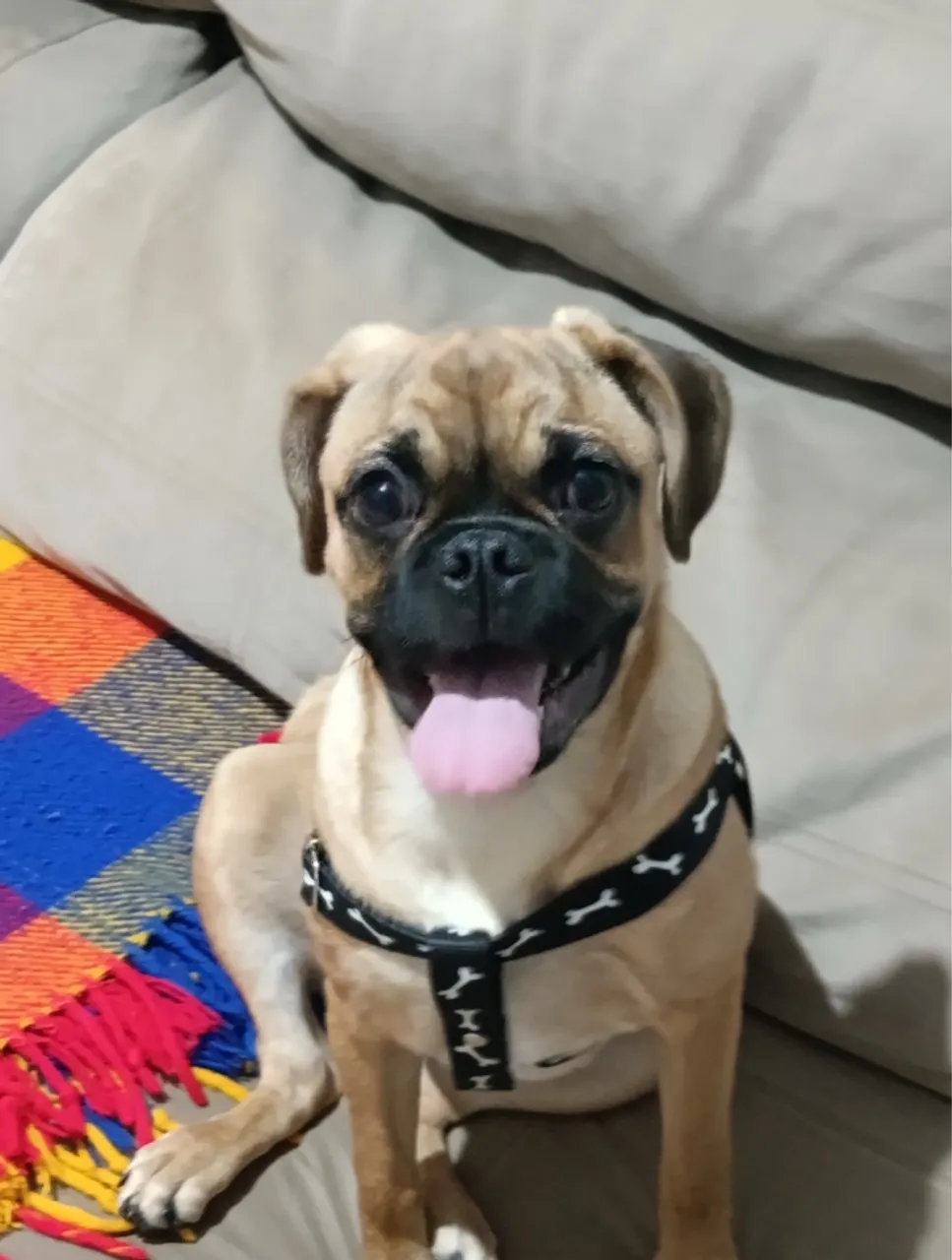Vendo cachorro pug