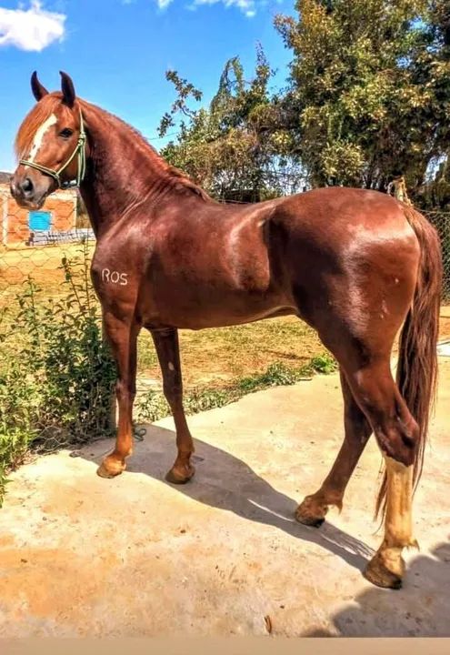 Garanhão mangalarga registrado  - Foto 4