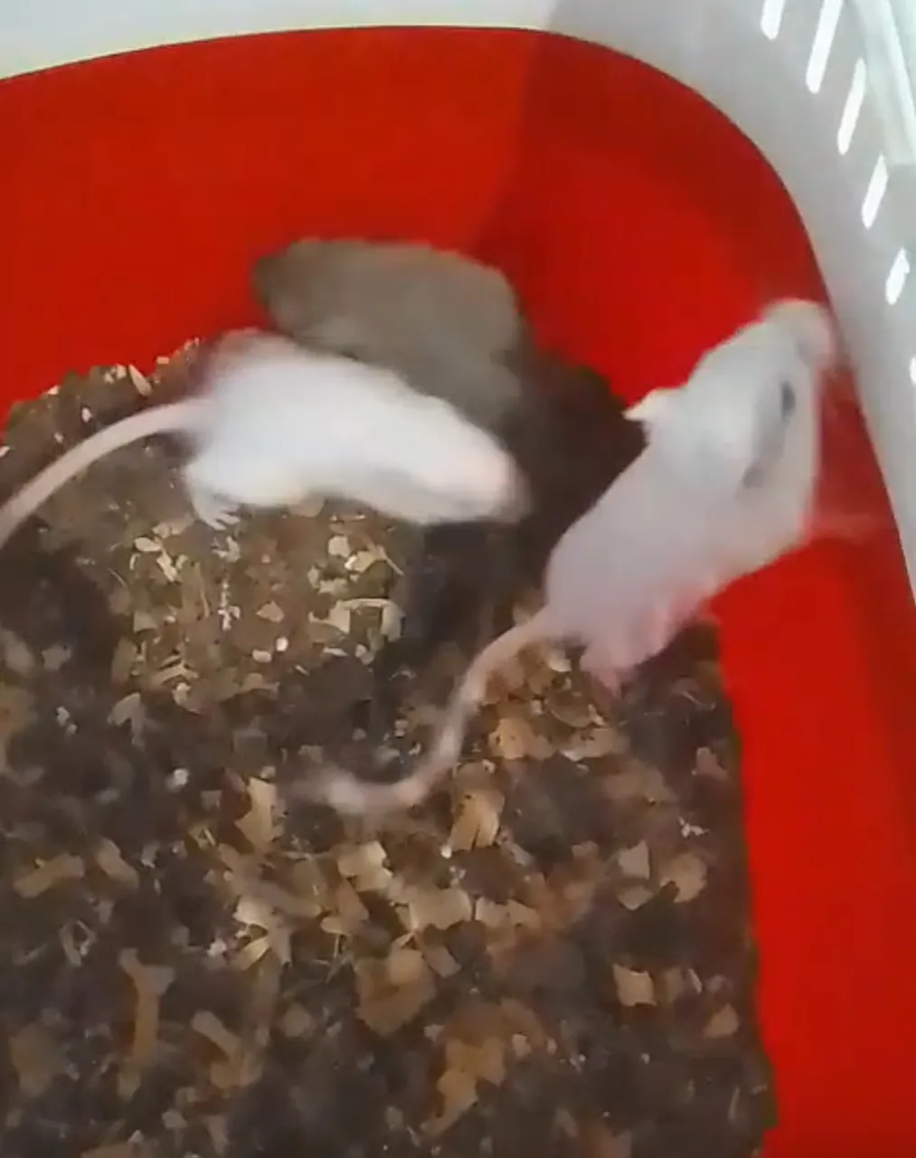 Esquilo da Mongólia para adoção
