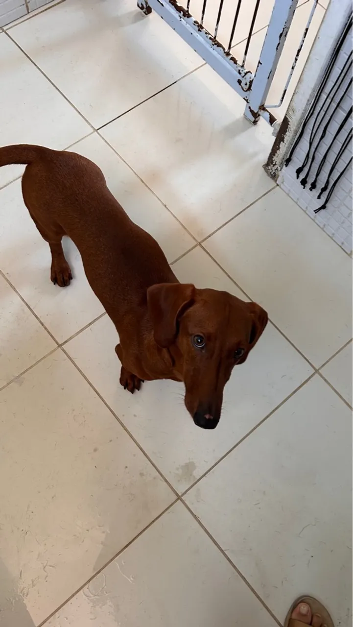 Filhote daschund ( salsichinha)