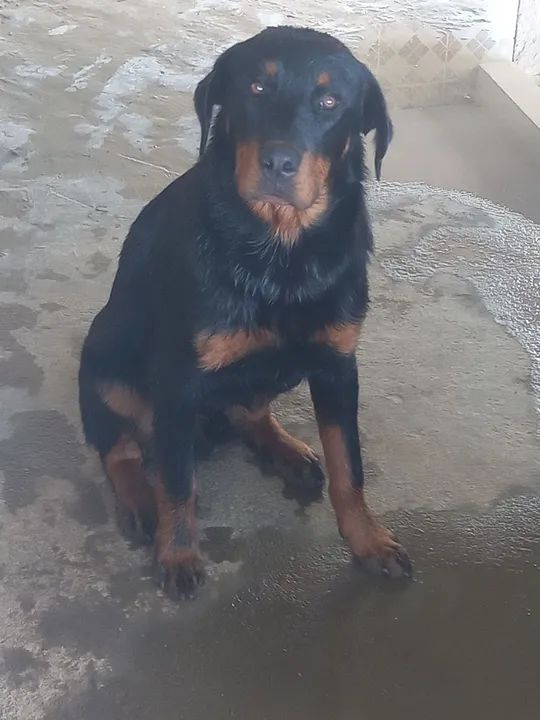 Rottweiler (macho)
