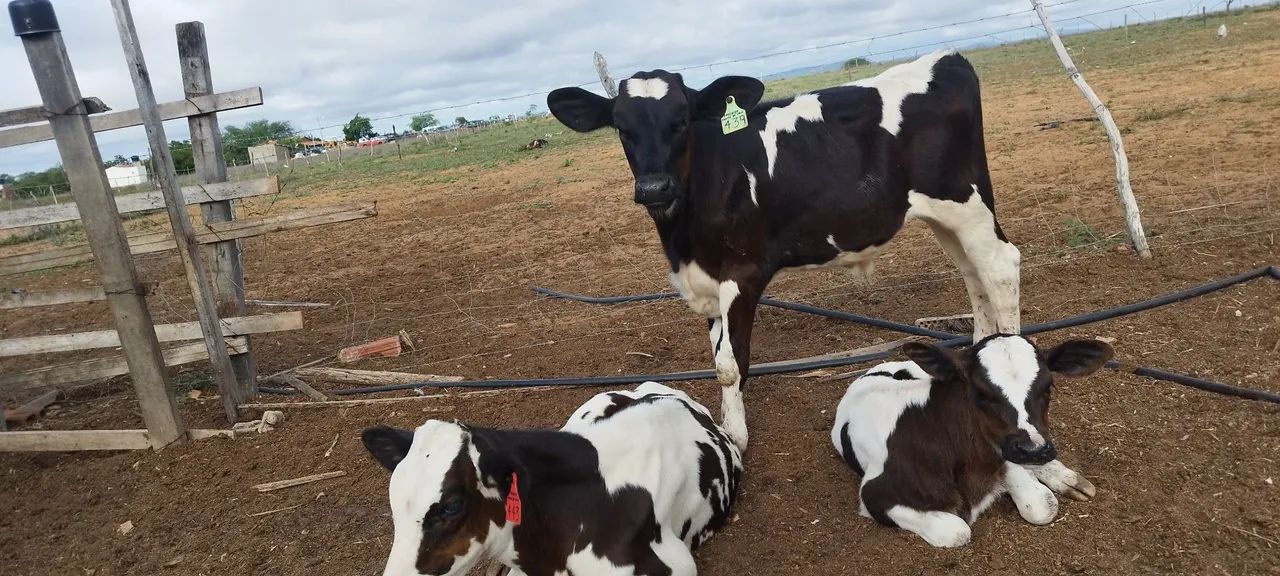 Bezerros  - Foto 3