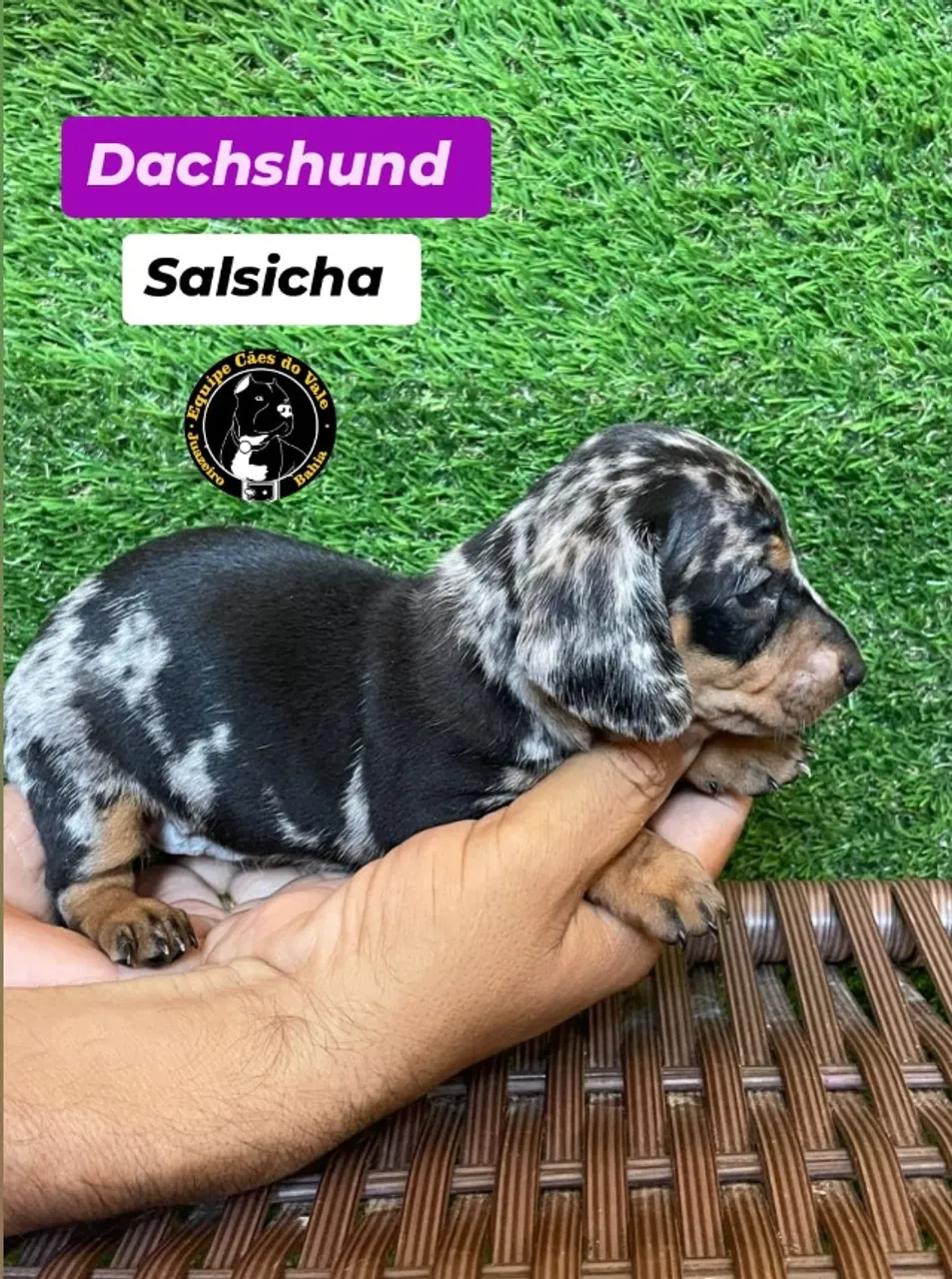 filhotes dachshound (salsicha)