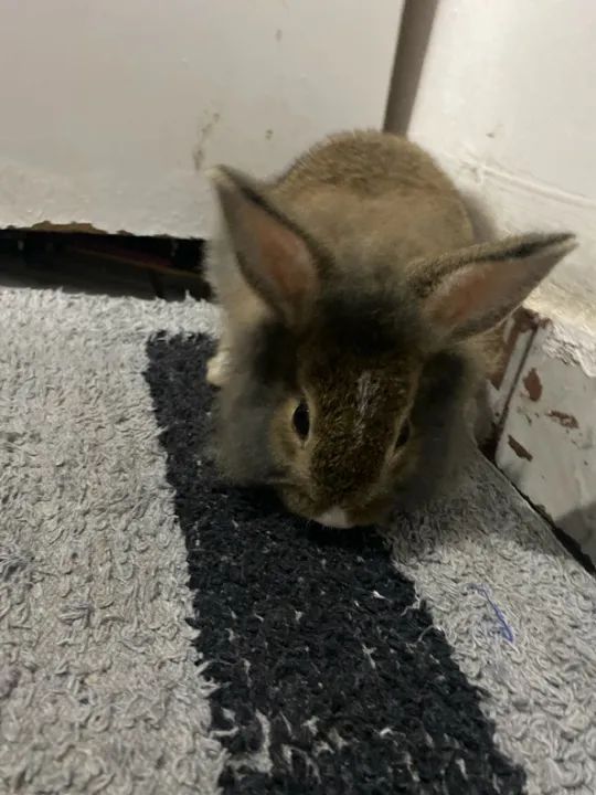 Coelhinho fofinho para adoção - Foto 2
