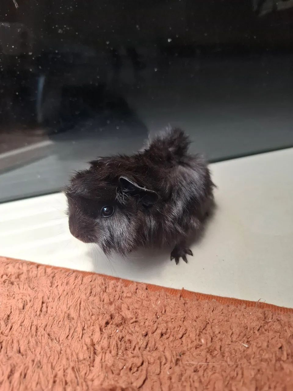 Porquinho da india  - Foto 2