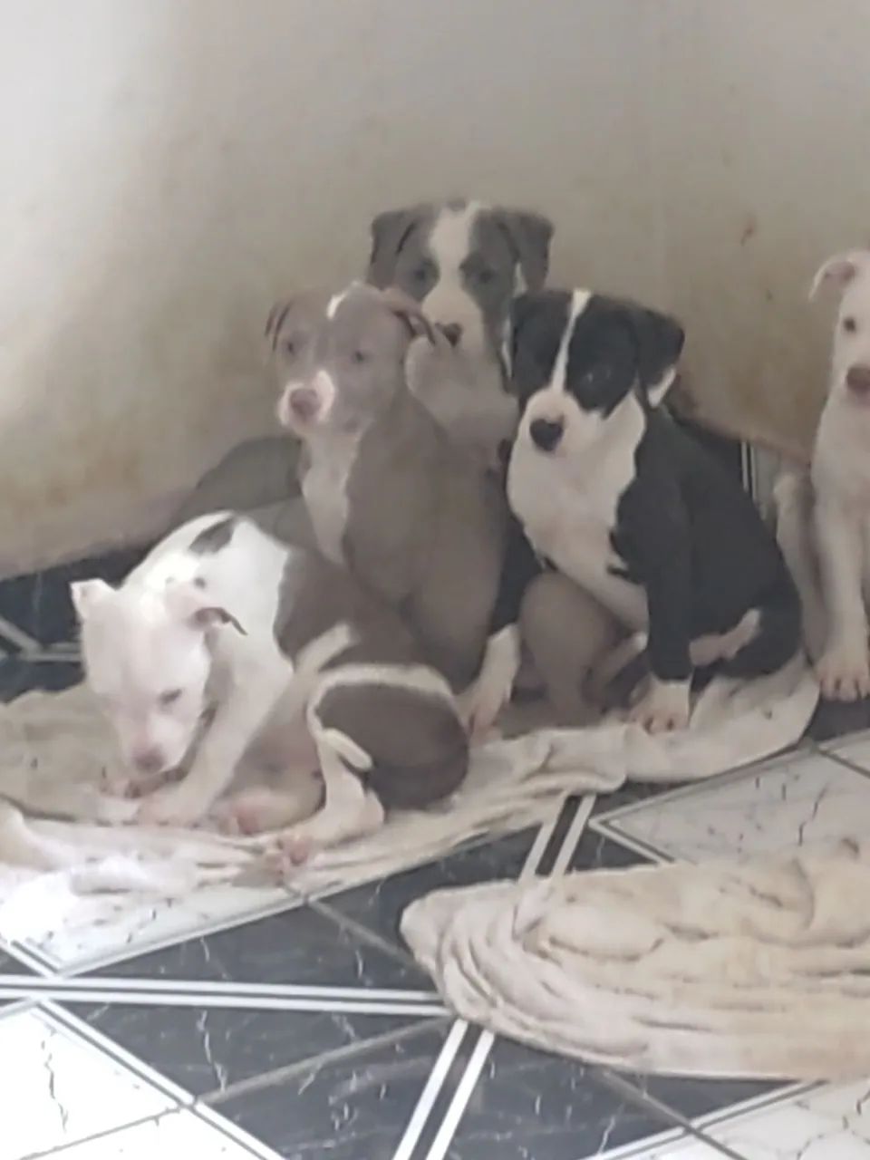 Doa se filhotes mestiço Pitbulls Red Nose - Foto 2