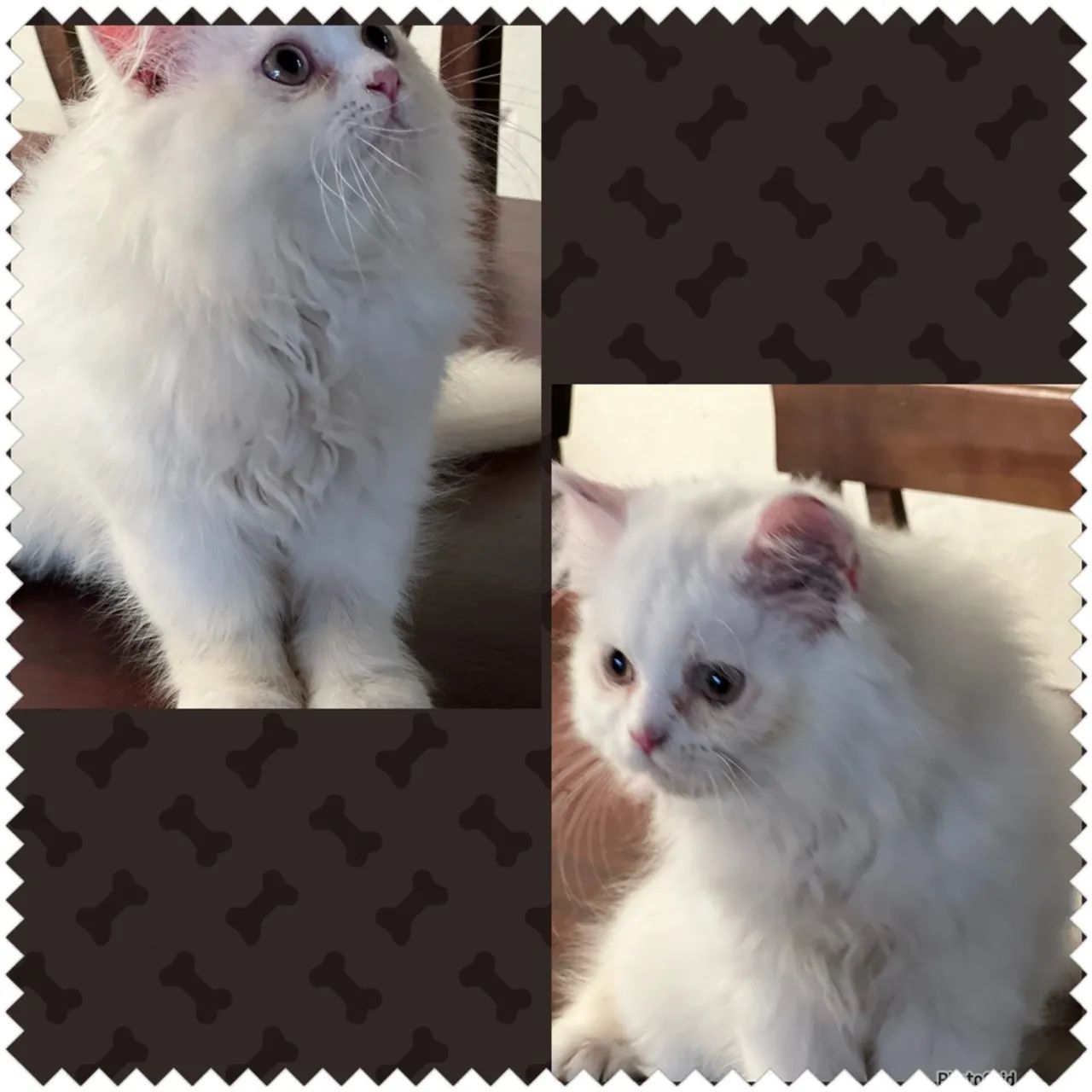  Gatinhos Persas Lindos  - Foto 3