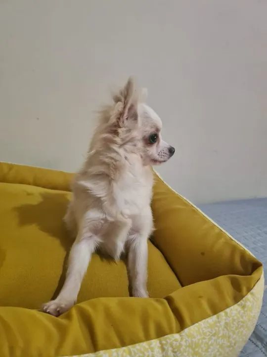 Lindos Filhotes de Chihauha  - Foto 5