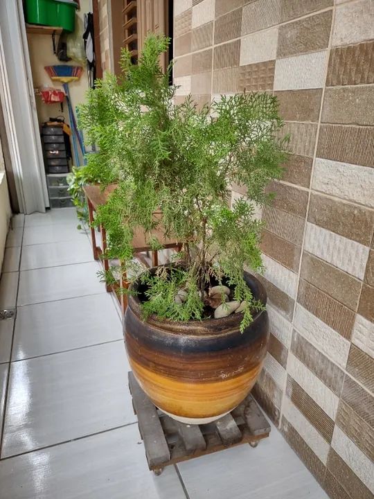 Tuia Nano com Jarro e suporte - Foto 3