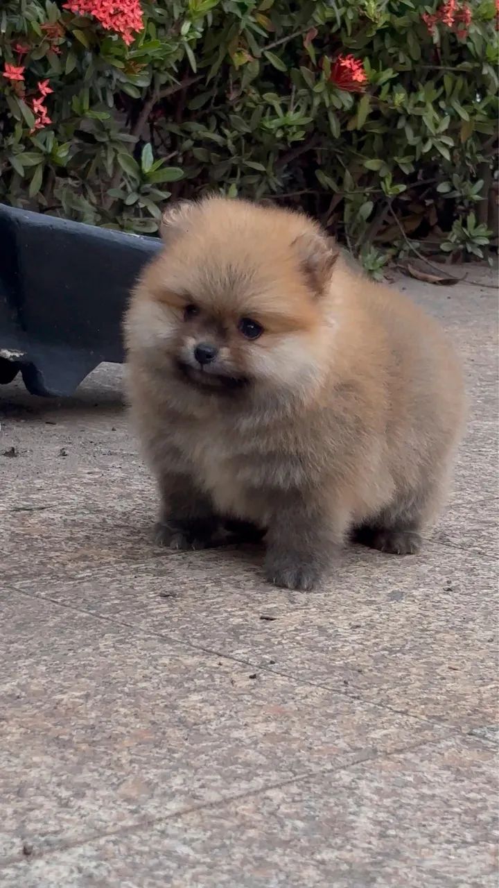 Filhote de Spitz alemão com pedigree + kit acessórios 