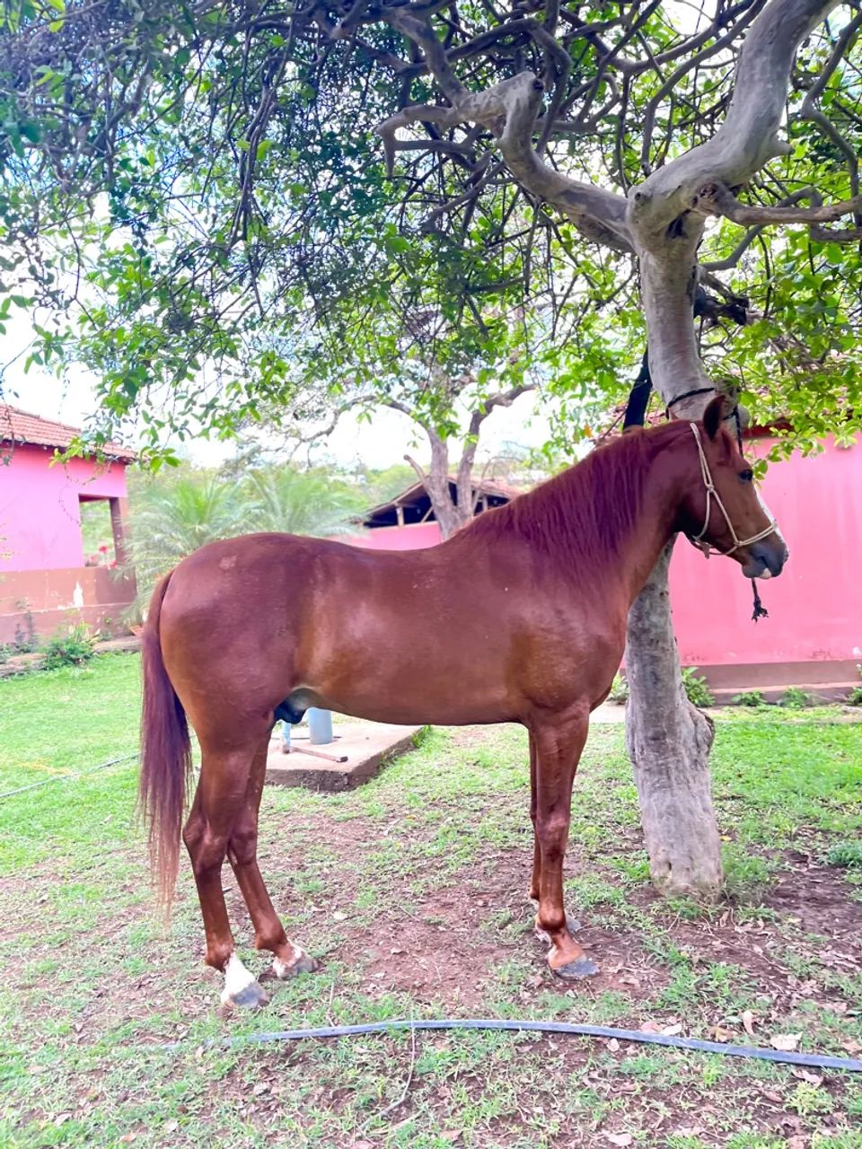 Cavalo Mangalarga 