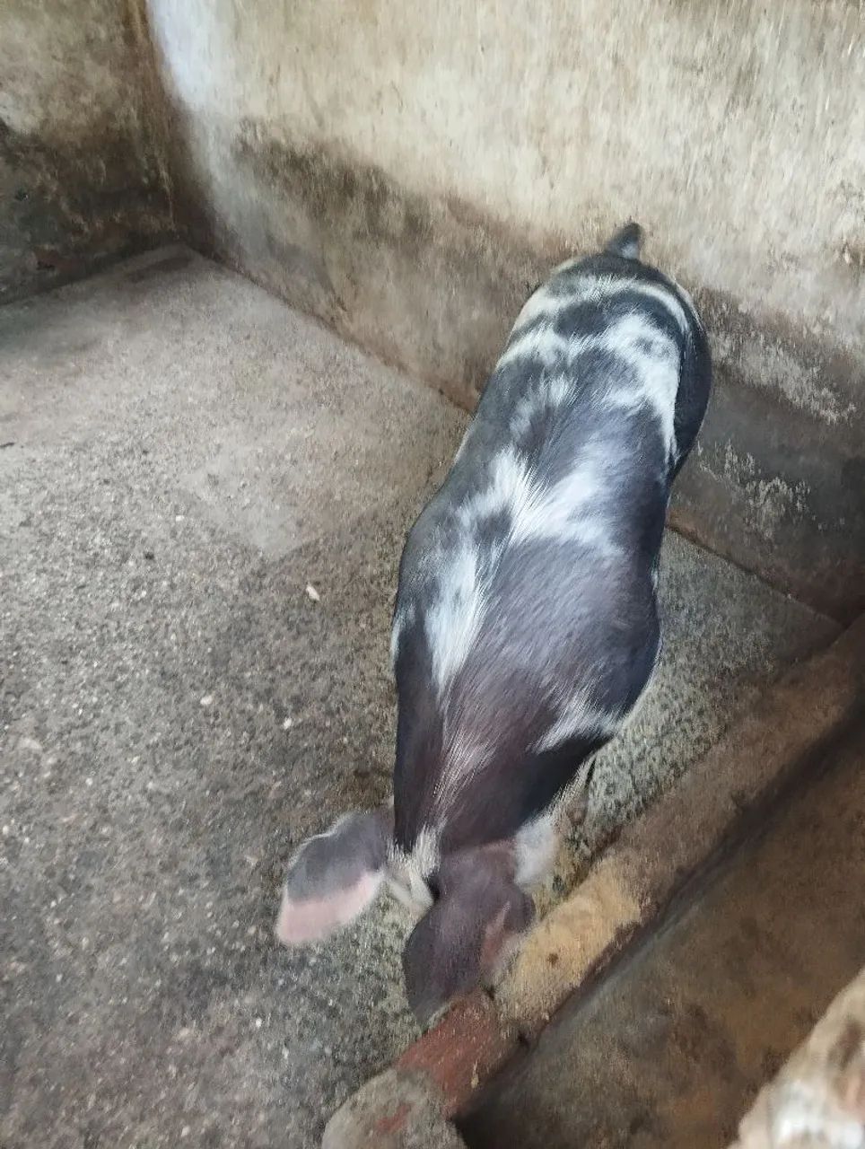 Porca de 70 kg - Foto 2