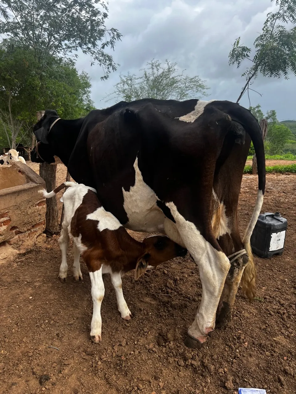 Vaca Leiteira com Bezerro 