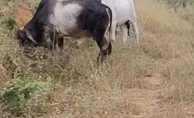 BOI GUZERÁ , MANSO E RAÇUDO. - Foto 6