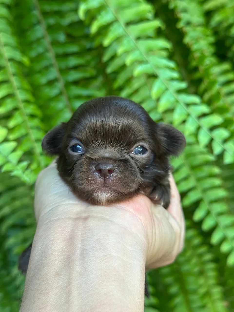 Chihuahua - Beleza única e exclusiva- Cores Espetaculares!