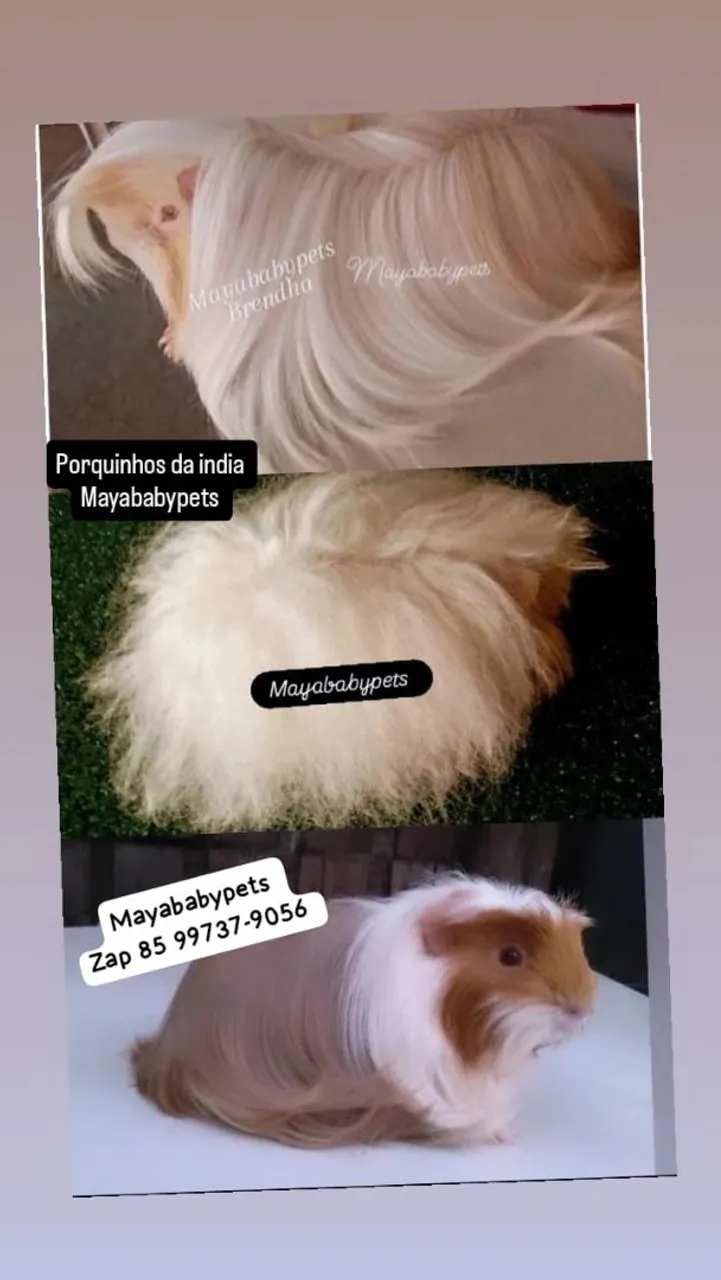 Porquinhos da Índia Mayababypets