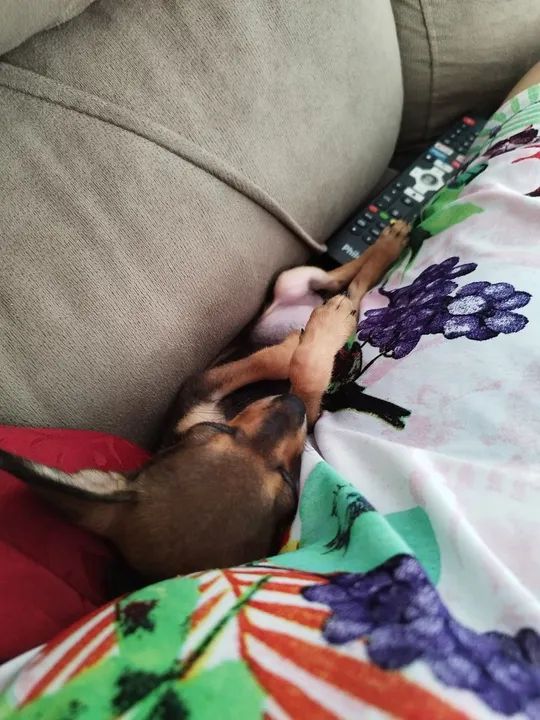 Troco por gato fêmea persa  - Foto 5