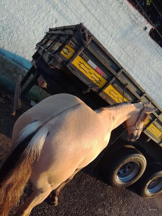 Cavalo Marchador . - Foto 4