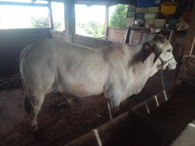 Otimo terneiro brahma - Foto 2