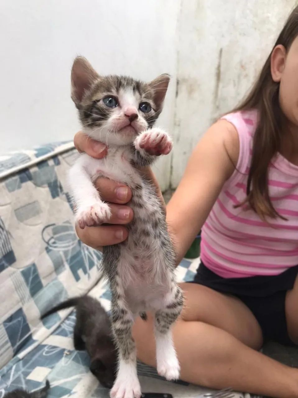 doa-se gatinhos - Foto 3