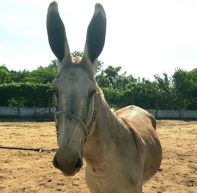 Jumento Pega - Egua Paulista - Burro Pega - Foto 2