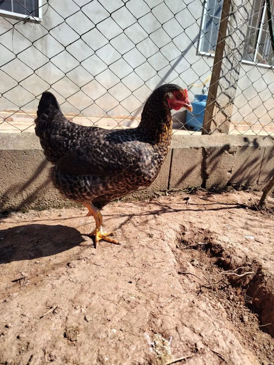 Frango caipira  - Foto 3