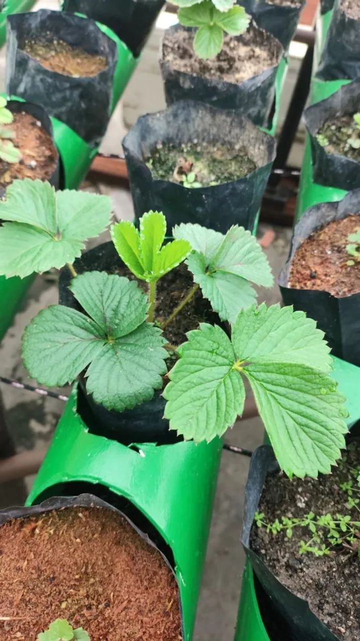 Mudas de Morango em Vasos para Produção - Foto 4