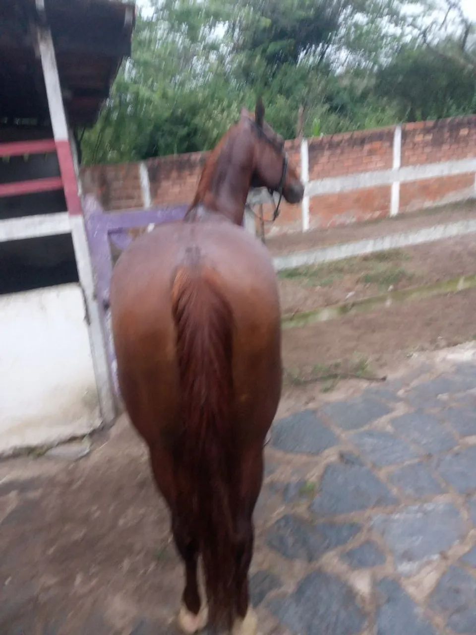 Cavalo de direita quarto de milha 