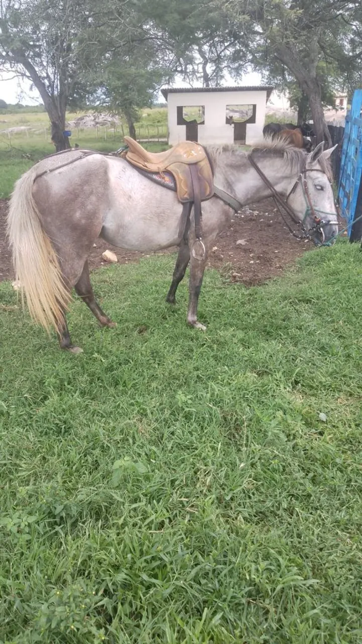 Cavalo sem sela