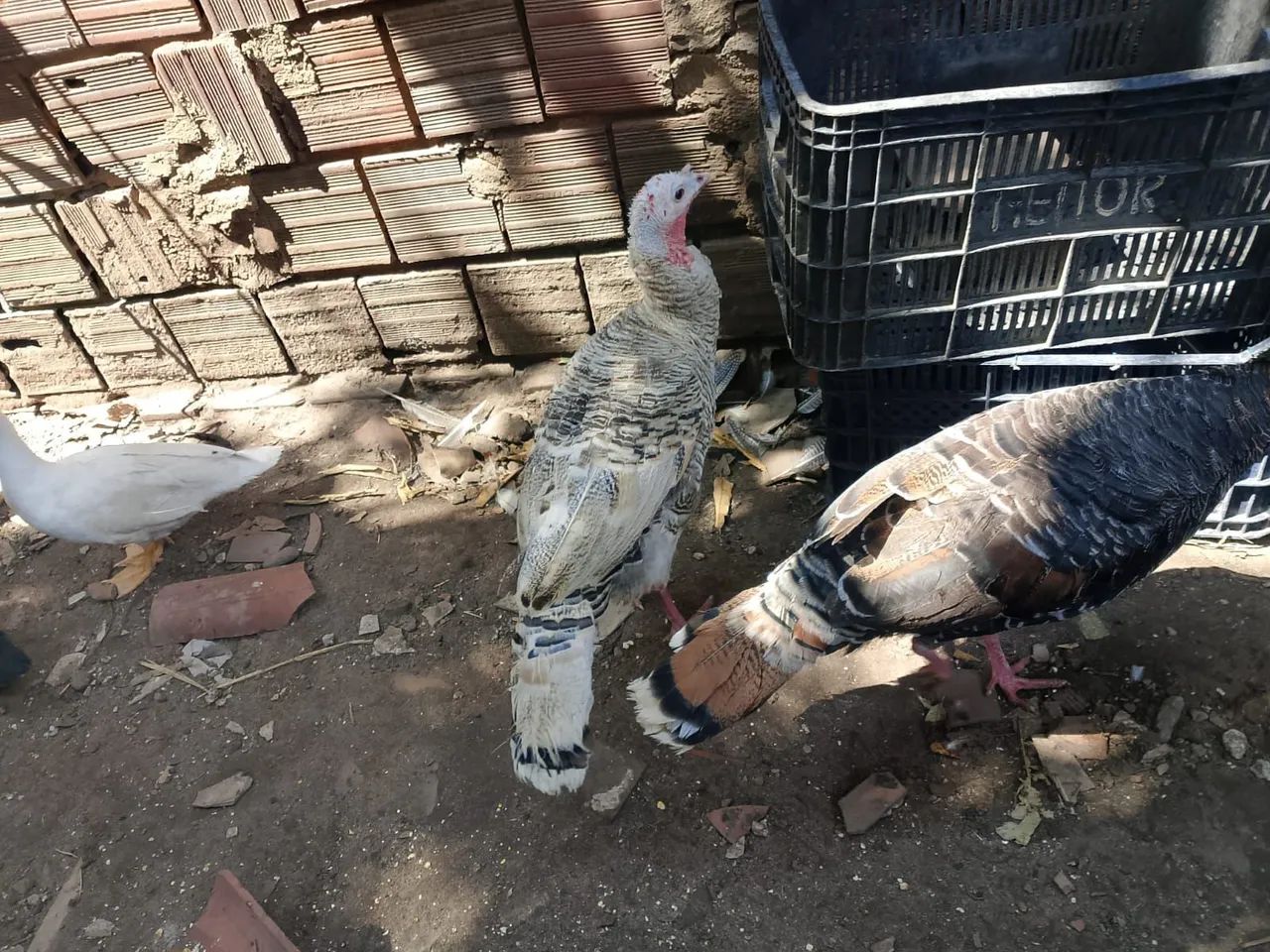 Perú  - Foto 2