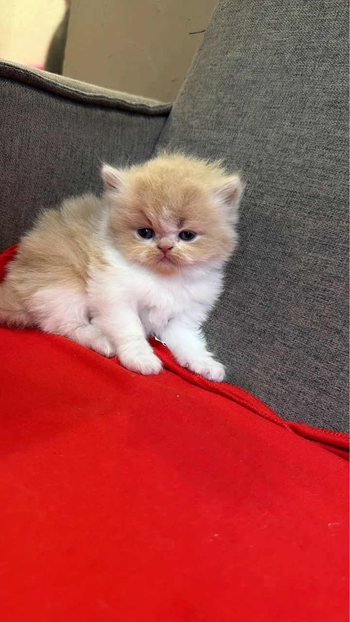 GATINHO PERSA R$ 1.450,00 - Foto 2
