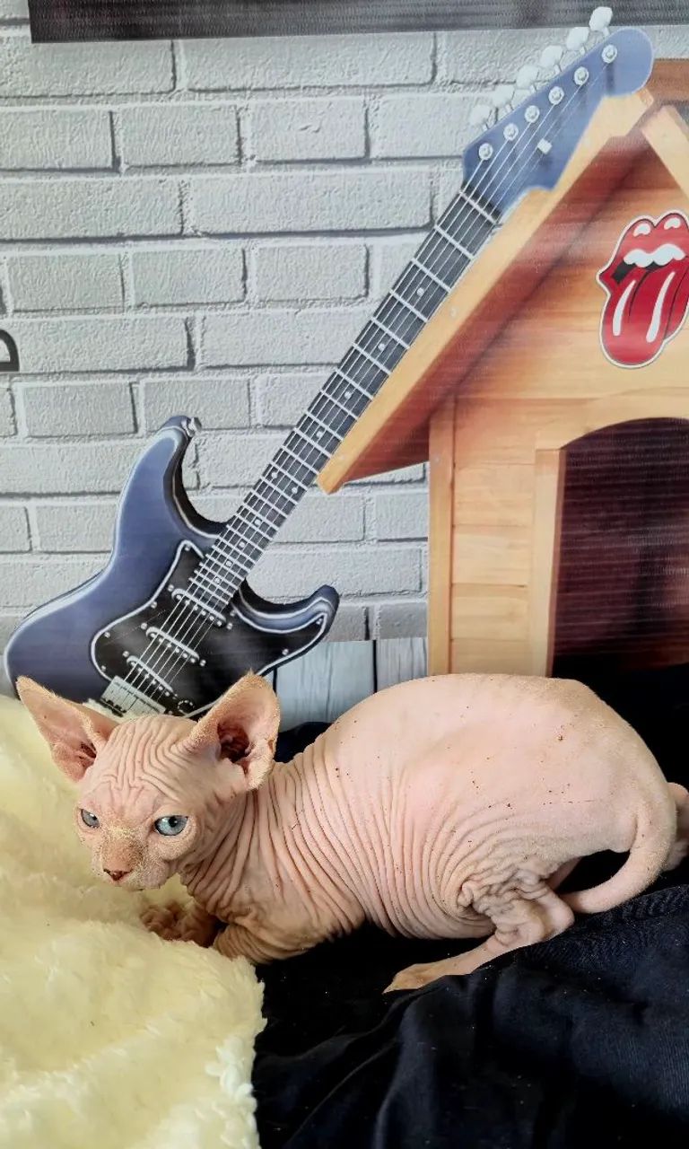 Sphynx macho White  - Foto 2