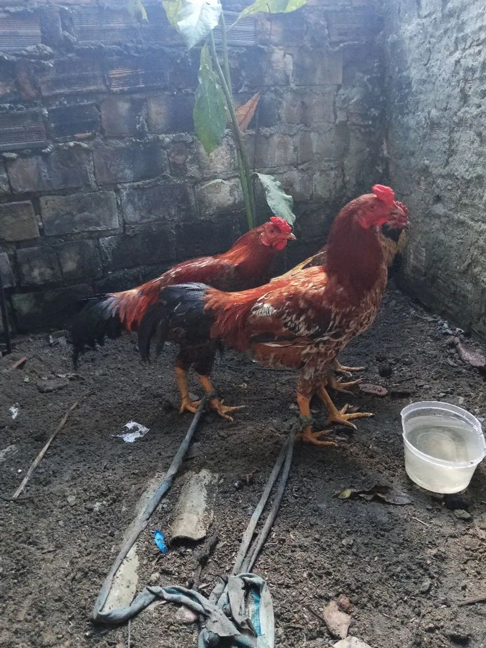 Frango/galo  - Foto 5