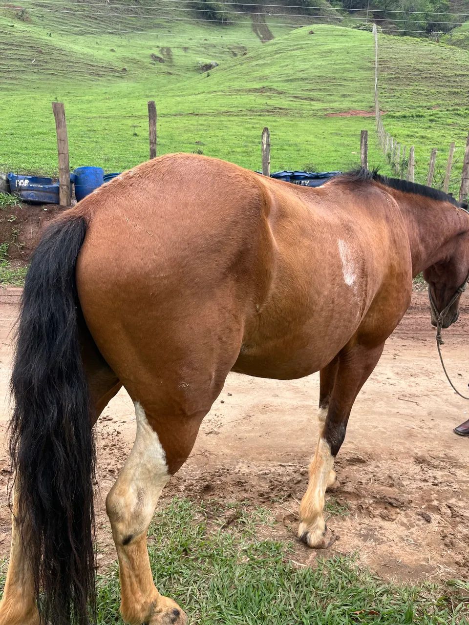 Cavalo marcha batida - Foto 3
