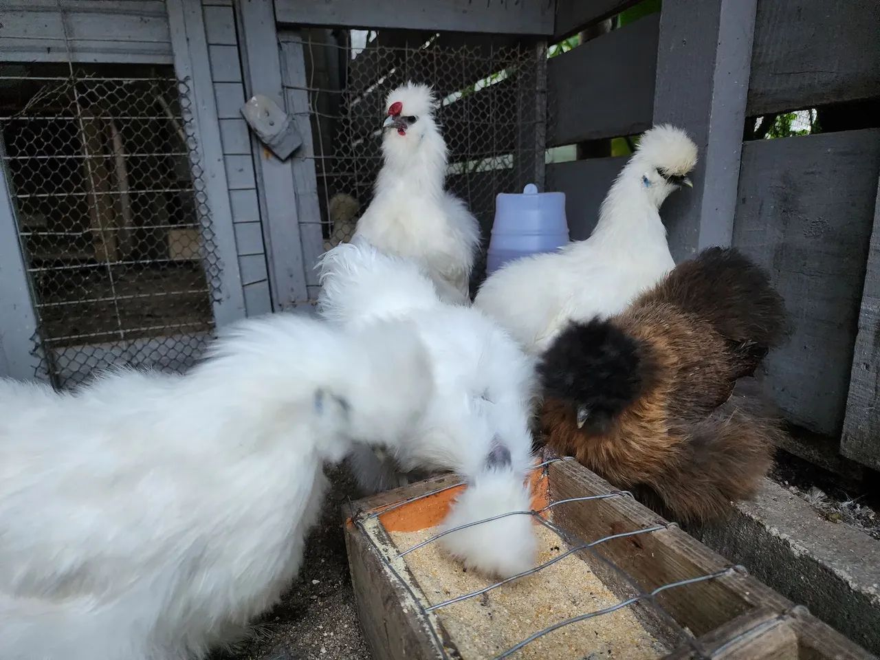 Galinhas Sedosas  - Foto 3